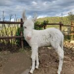 Mi chiamo Cloud e sono nato a Volver  