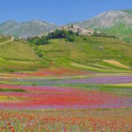Fioritura di Castelluccio, per 4 weekend si sale solo con navette